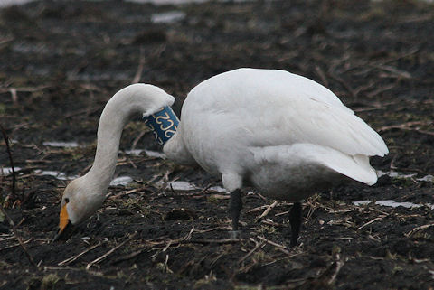 Wilde Zwaan